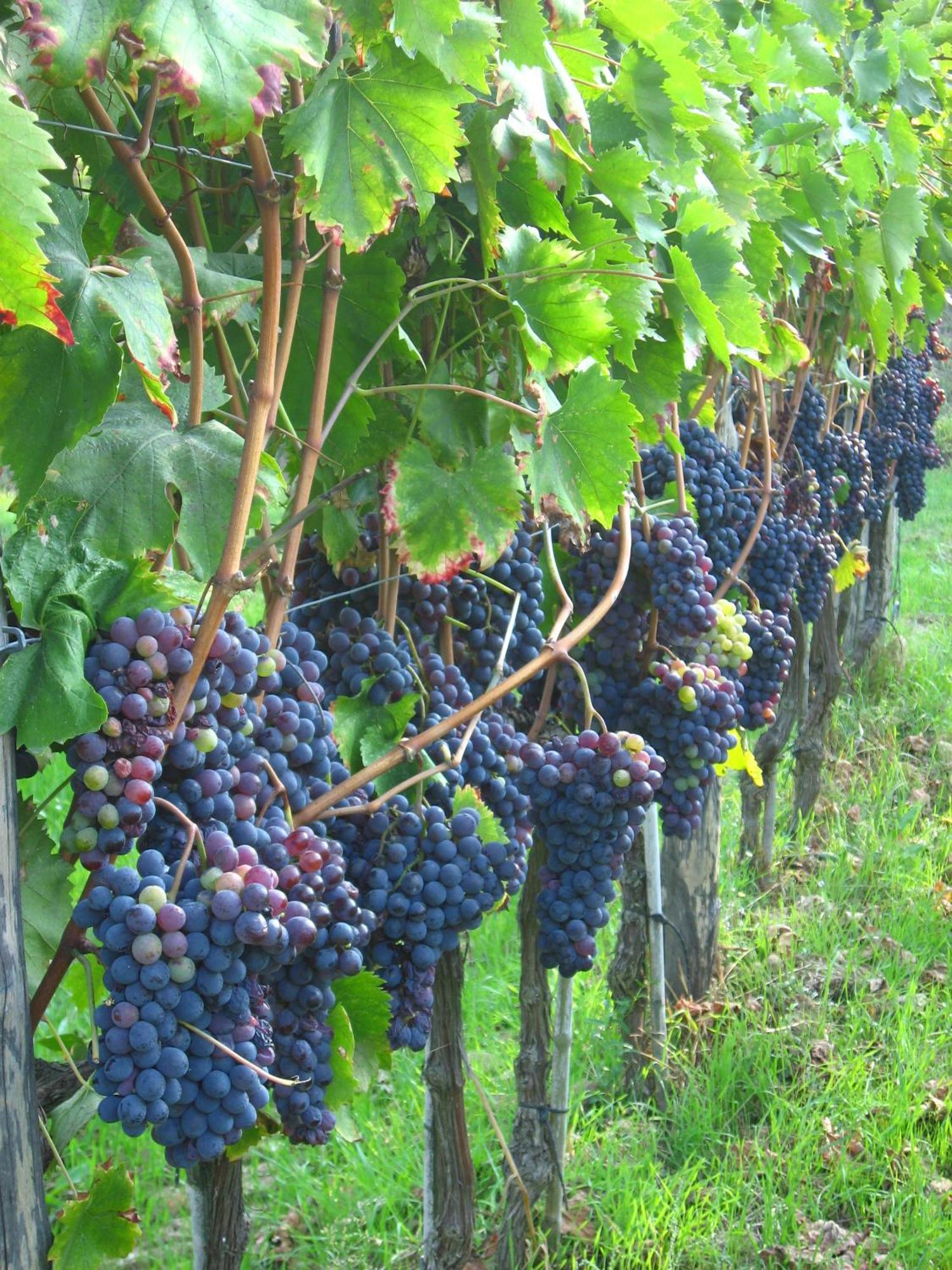 Agriturismo Villani Poderi Nesti & Cupoli لاسترا أَ سينيا المظهر الخارجي الصورة